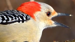 Red bellied woodpecker call / song / sounds | Bird