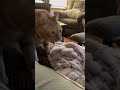 Drama Queen Cat refuses to move - Viral Clips 😜 So Silly!