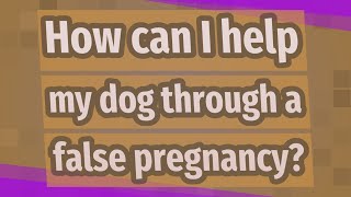 How can I help my dog through a false pregnancy?
