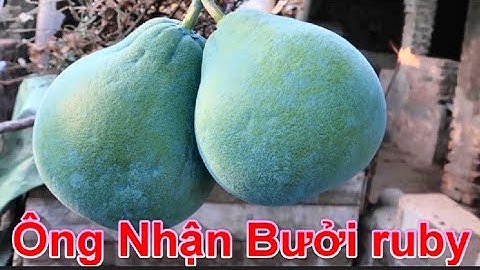 🌴ông nhận bưởi ruby ruột đỏ năm 2022🌴#Bưởiôngnhận: 0344215322.
