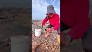 #趕海 #抓螃蟹 特別嚮往的鄉村趕海生活，每天真實趕海抓麵包蟹特別安逸，特別解壓#我的鄉村生活 #真實戶外