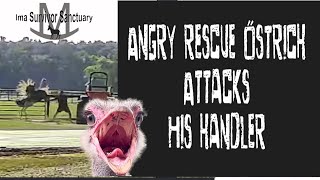 Angry Male Ostrich Attack: the full story 