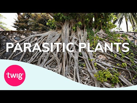 Video: Informācija par parazītiskajiem augiem - uzziniet par dažādiem parazītu veidiem