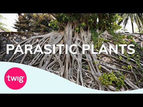 Biology Lesson Idea: Parasitic Plants | Twig