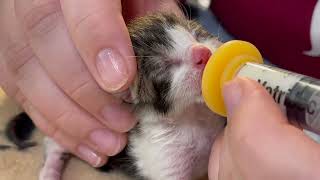Watch the Kitten Grow: Newborn to Six Weeks Old