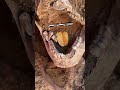 Cleopatra’s Tomb: The Golden Tongued Mummy