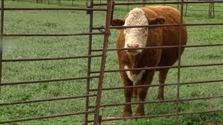 Vaca louca nos EUA