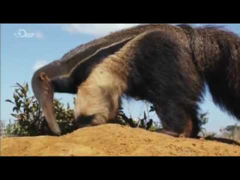 Extraordinary Creatures of Brazils Cerrado (Mutant Planet)