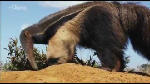 Extraordinary Creatures of Brazils Cerrado (Mutant Planet)