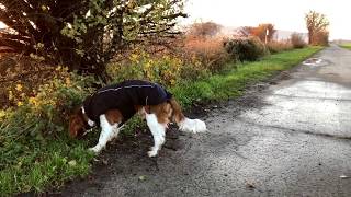 Arvin the Welsh Springer Spaniel 6 Month