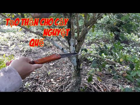 Tạo thân cho cây nguyệt quế(kỷ thuật tạo dáng)