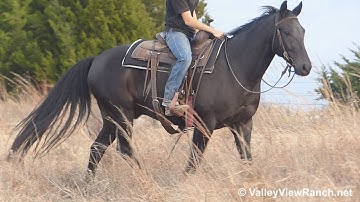 Jacks Playboon - trail riding! - ValleyViewRanch.net