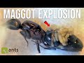 Maggots Exploding From a Queen Ant's Body | GROSS FOOTAGE