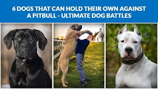 Jaw-Dropping Discovery: Pitbull Outmatched by These 6 Dogs | 6 Dogs Outperform Pitbull | Super Facts