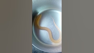 Lươn vàng qúy hiếm