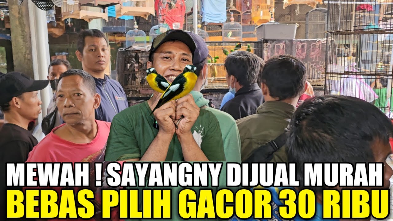 BURUNG HARGA 30 RIBU RASA 5 JUTA, BURUNG GACOR TINGGAL GANTUNG BUKAN ...