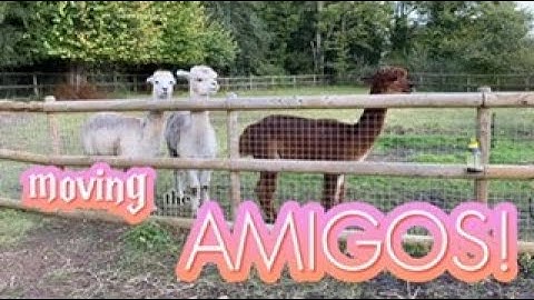 Moving the Amigos