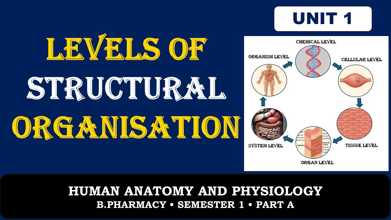 1. Levels of structural organisation I HUMAN ANATOMY & PHYSIOLOGY | B.Pharmacy I Semester 1