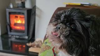 SHIH TZU RELAXING ON THE SOFA NEAR THE LOG BURNER by DOGS BEING DOGS 161 views 9 days ago 1 minute, 43 seconds
