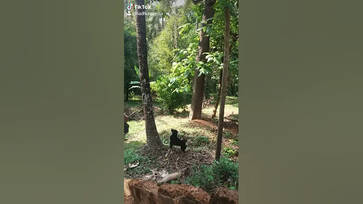 Hero dog