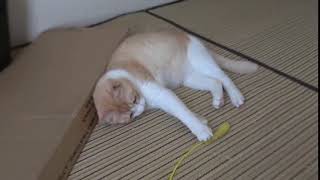 Cat's reaction when owner sucks helium gas clip17