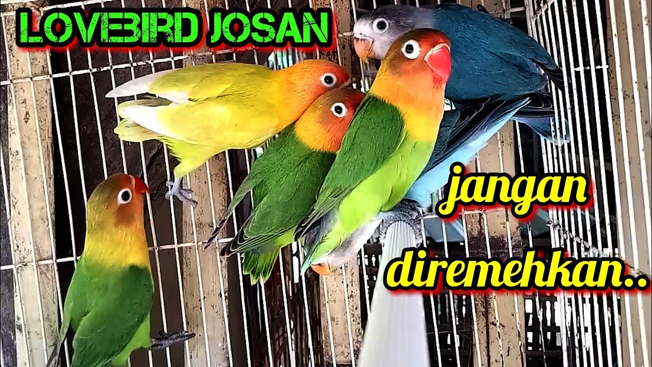 Mencetak lovebird warna dari indukan lovebird josan 