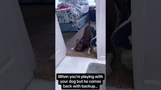 Bulldogs built like tanks but moving like pure chaos 🐶😂 #FunnyDogs #BulldogLife #DogComedy #PetHum