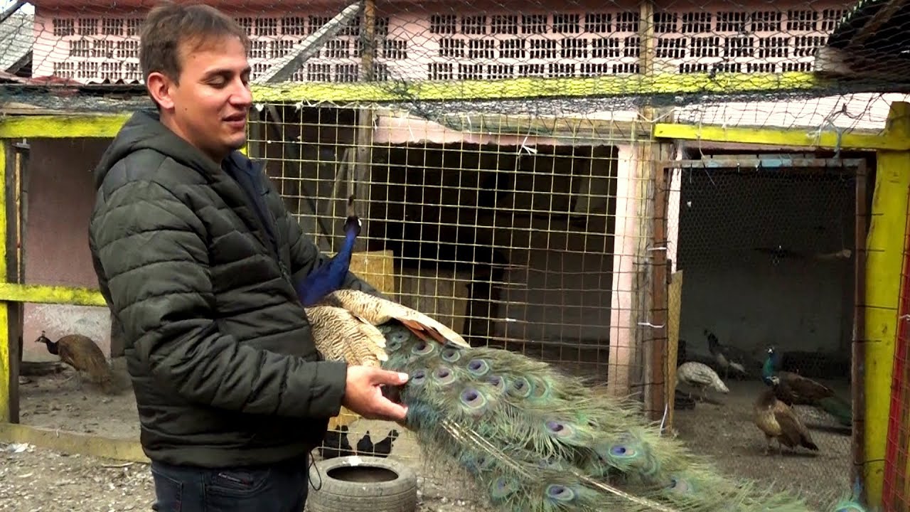 MILOŠ GAJI NAJLEPŠE PTICE NA SVETU, A NJIHOVA KAJGANA KOŠTA 300 EVRA