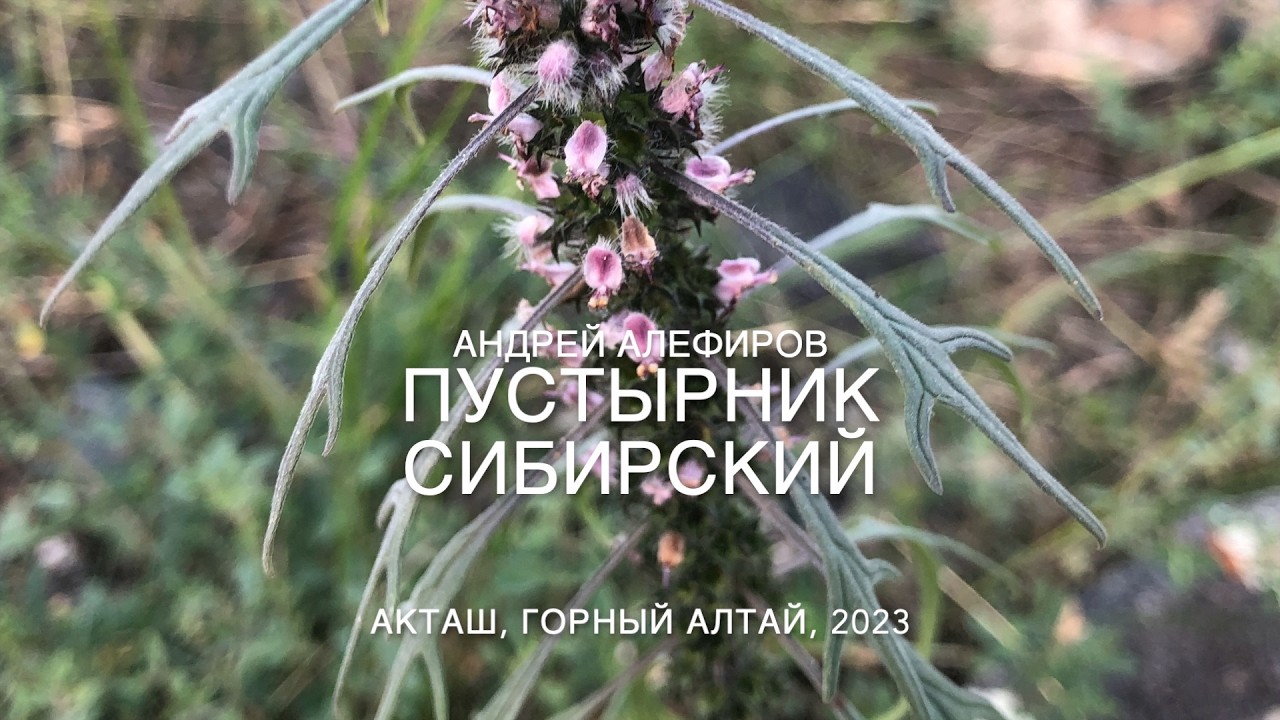 Пустырник сибирский. Алефиров А.Н.