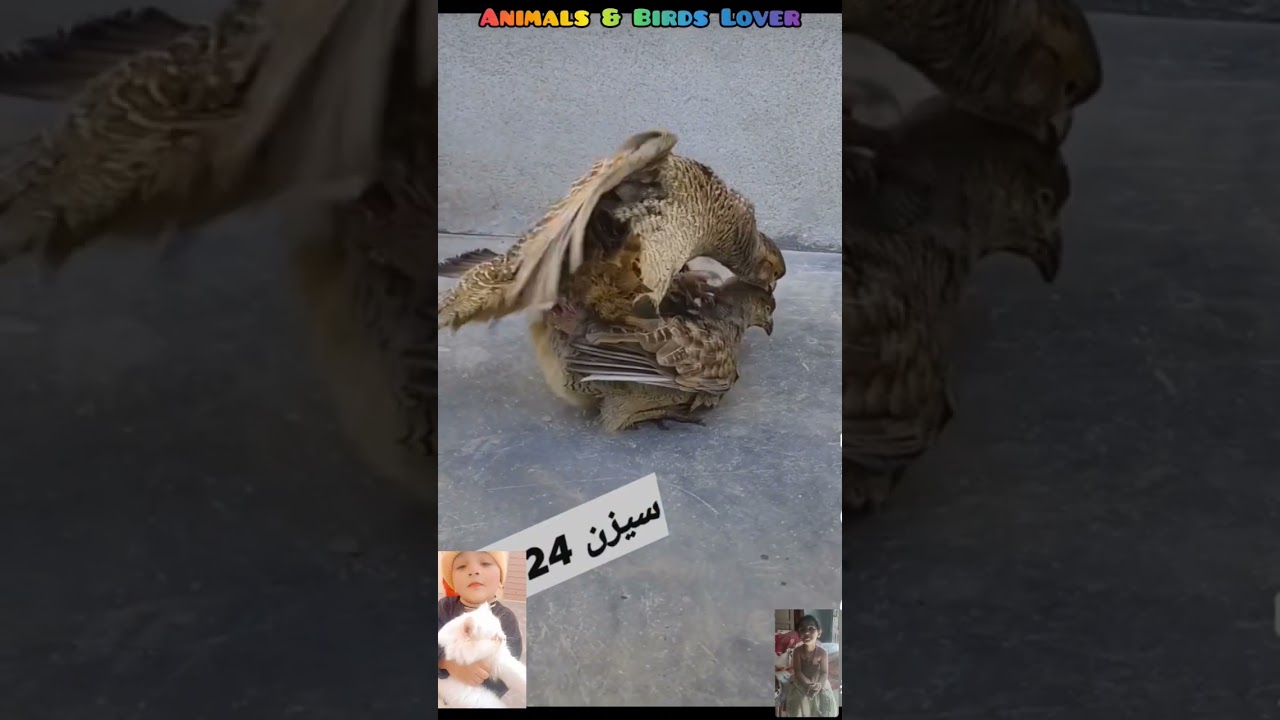 Grey francolin breeding tips|Dakhni teetar mating|Grey francolin voice|Dakhni teetar fight|