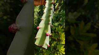 বেশি ফুল পেতে চাইলে এই কাজ টা অবশ্যই করো। 🙄#banglaminiblogs #minivlog  #yt #gardeningtips