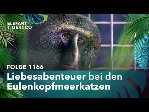 Neues Zuchtpaar für den Zoo Leipzig (Folge 1166) | Elefant, Tiger & Co. | MDR