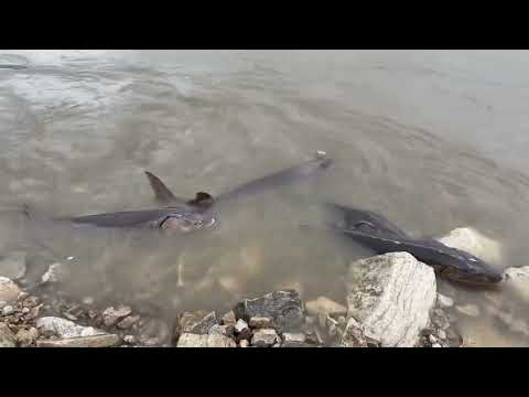 Lake Sturgeon Spawning