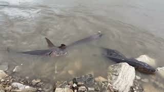 Lake Sturgeon Spawning