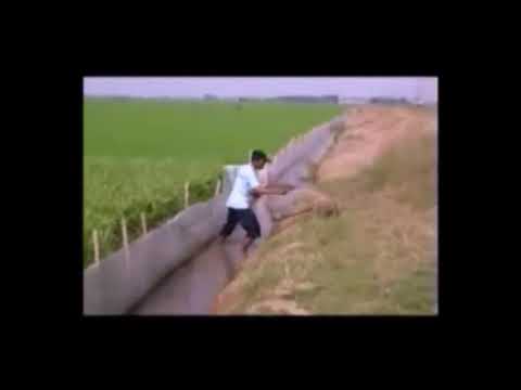 Membuat Perangkap Tikus Di Sawah Membuat Perangkap Tikus Di Sawah