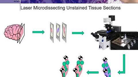 Laser Microdissection employing the MMI CellCut