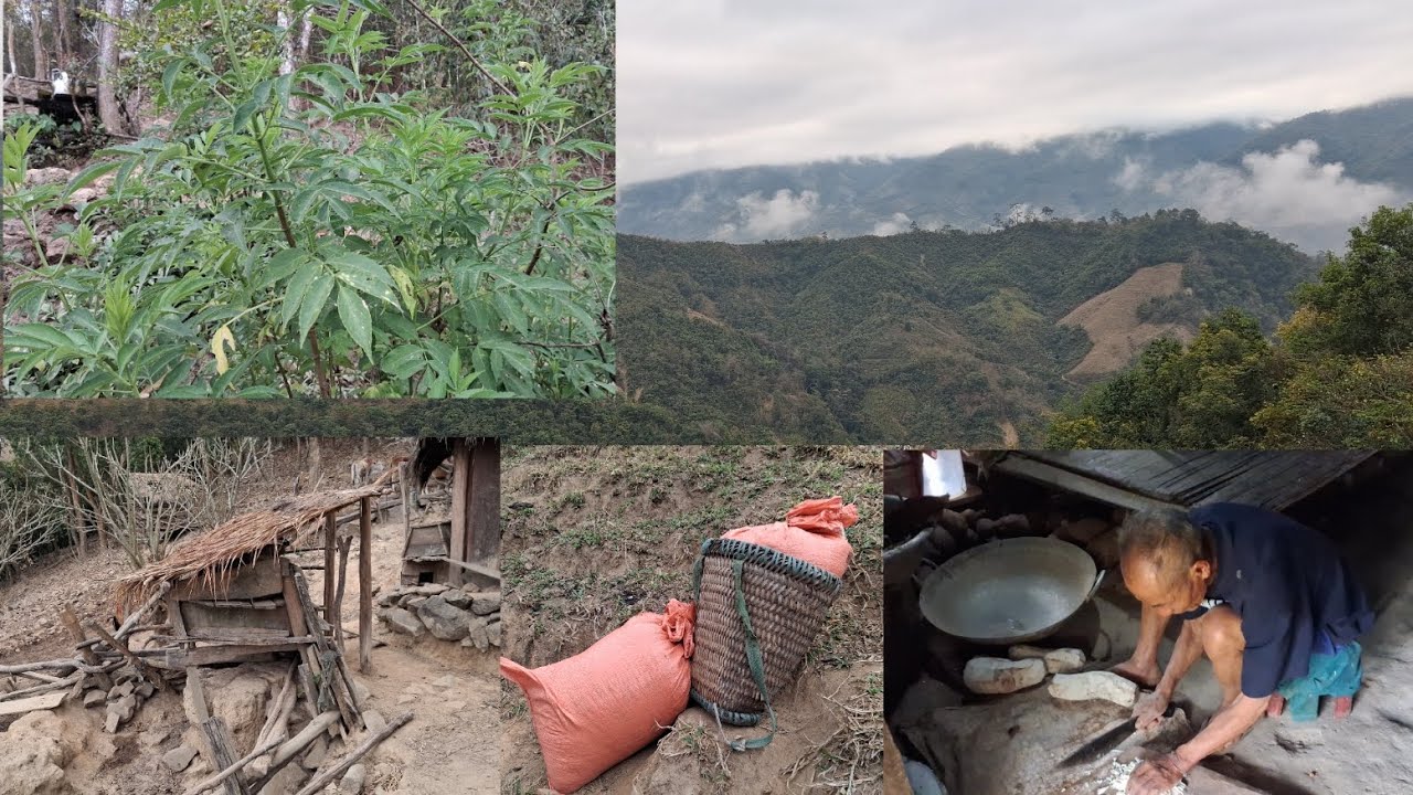 Mus ev nplej qhia ib tsob tshuaj mos hav rau nej o 12/2/2026