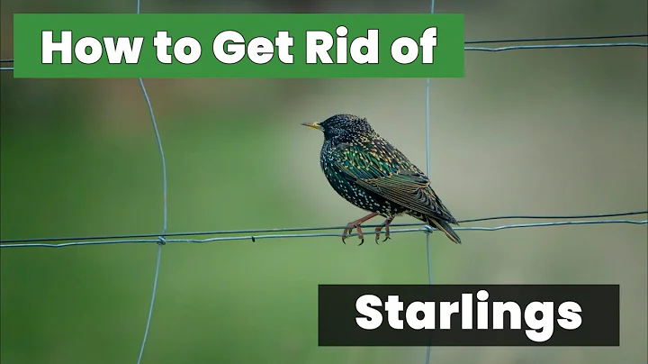 How to Get Rid of Stubborn Starlings Forever - The Fastest Way - You Need to See This!