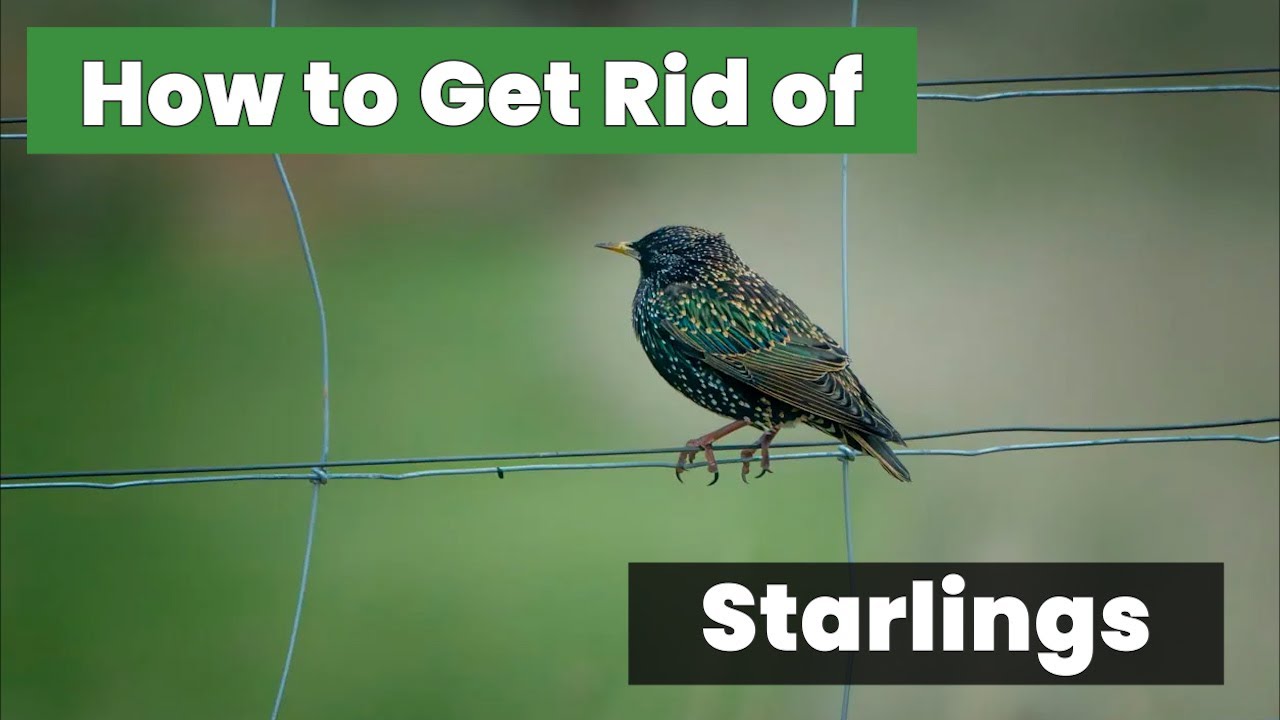 How to Get Rid of Stubborn Starlings Forever - The Fastest Way - You