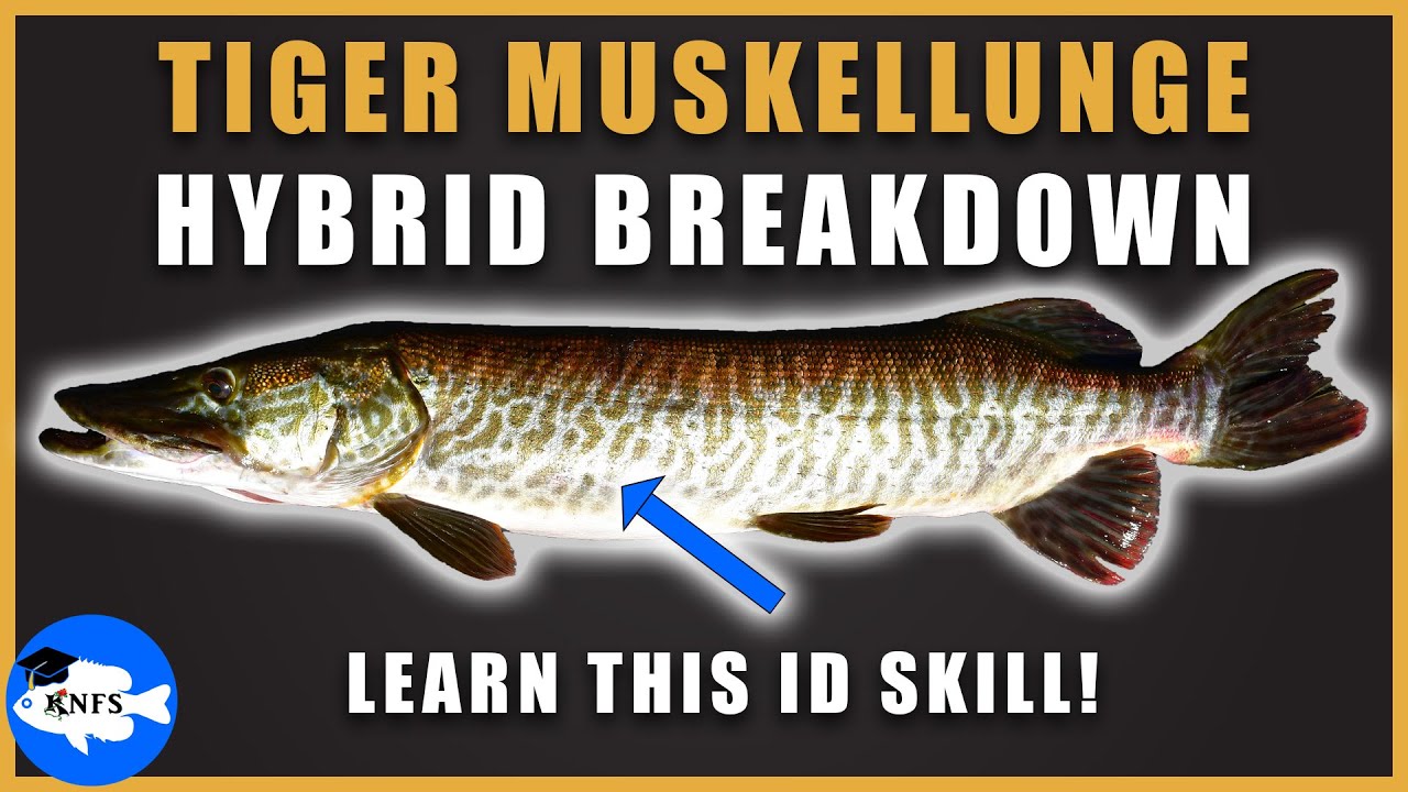 TIGER MUSKY IDENTIFICATION – STEP-BY-STEP with Koaw 