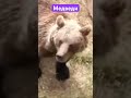 Медведи