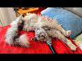 Cat Dreams Of Being A Singer