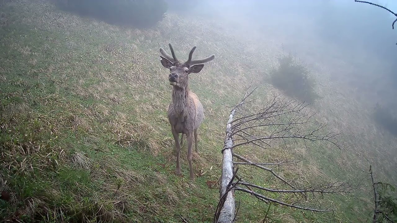 Živé cesty II -Malá Fatra - fotopasca Wachman solar
