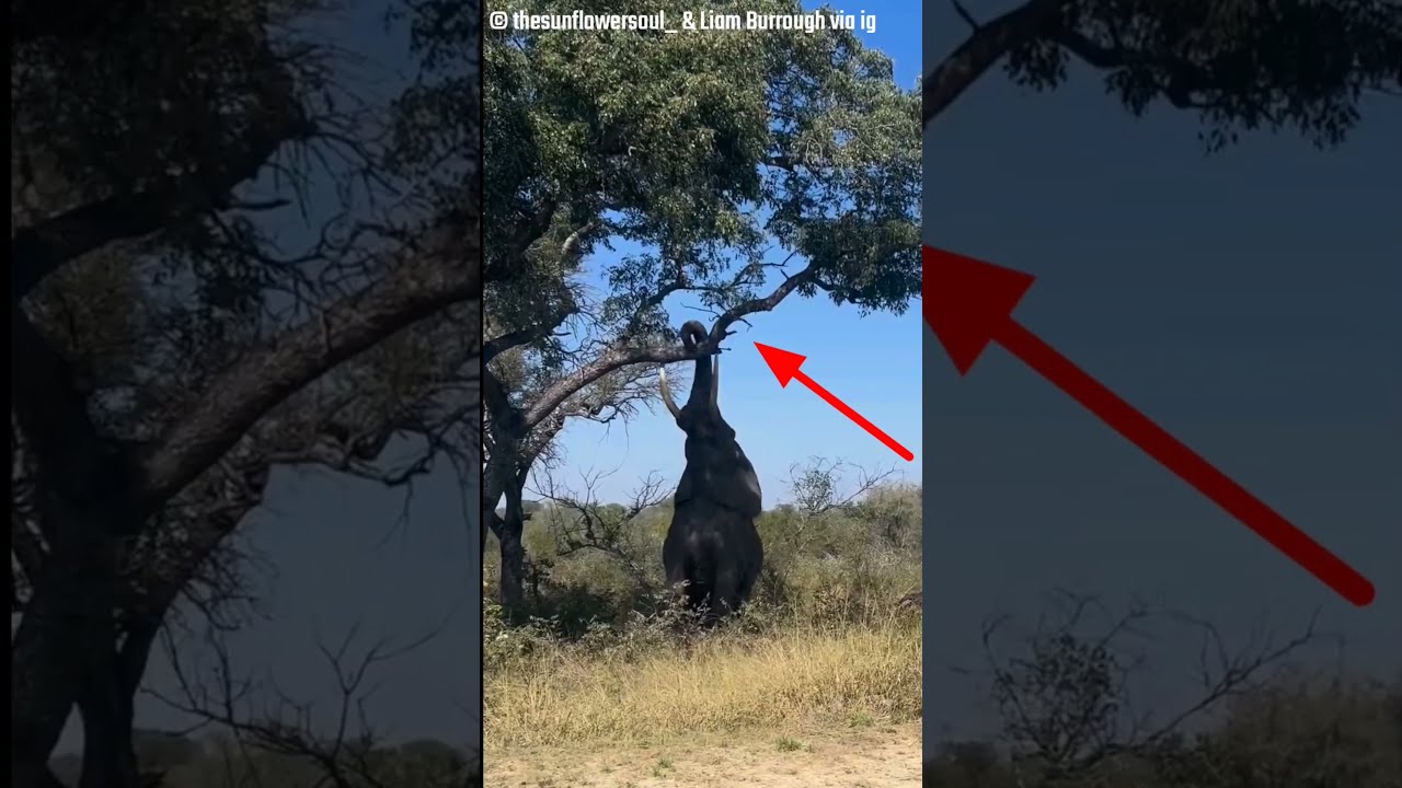 Unbelievable Power Of Elephant 