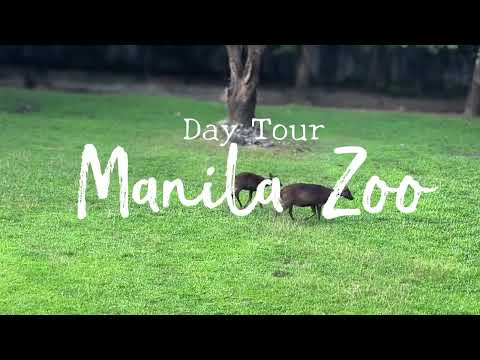 ALEX WARREN Fever Dream 