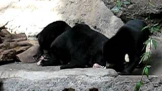 Black Bear Video (24 sec).AVI