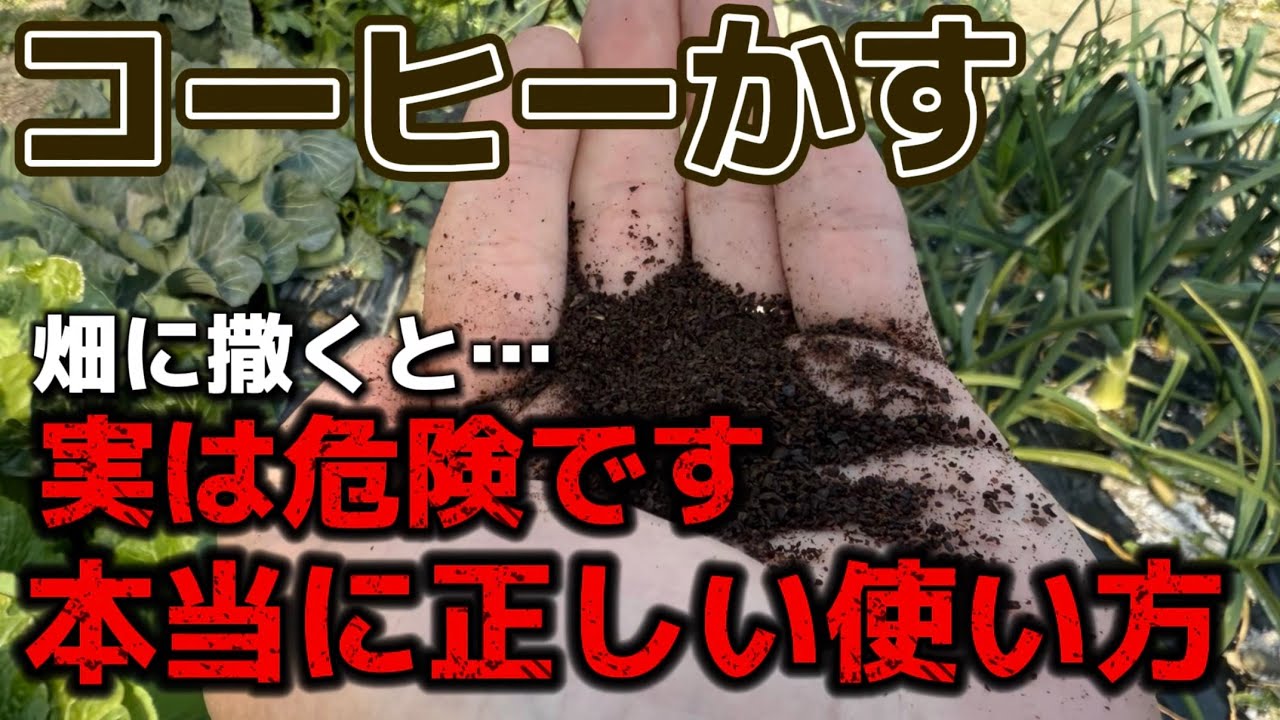 【コーヒーかす】畑に撒くのは超危険！本当に正しい使い方について解説します。