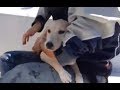 El emocionante rescate de un perro en medio del mar