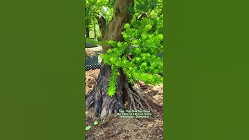 Tùng Kim Cương H170 củ đế Vip. Cây giao lưu cùng ace.#bonsai