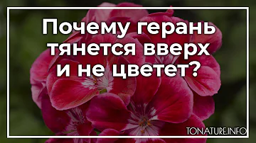 Почему герань тянется вверх и не цветет? | toNature.Info
